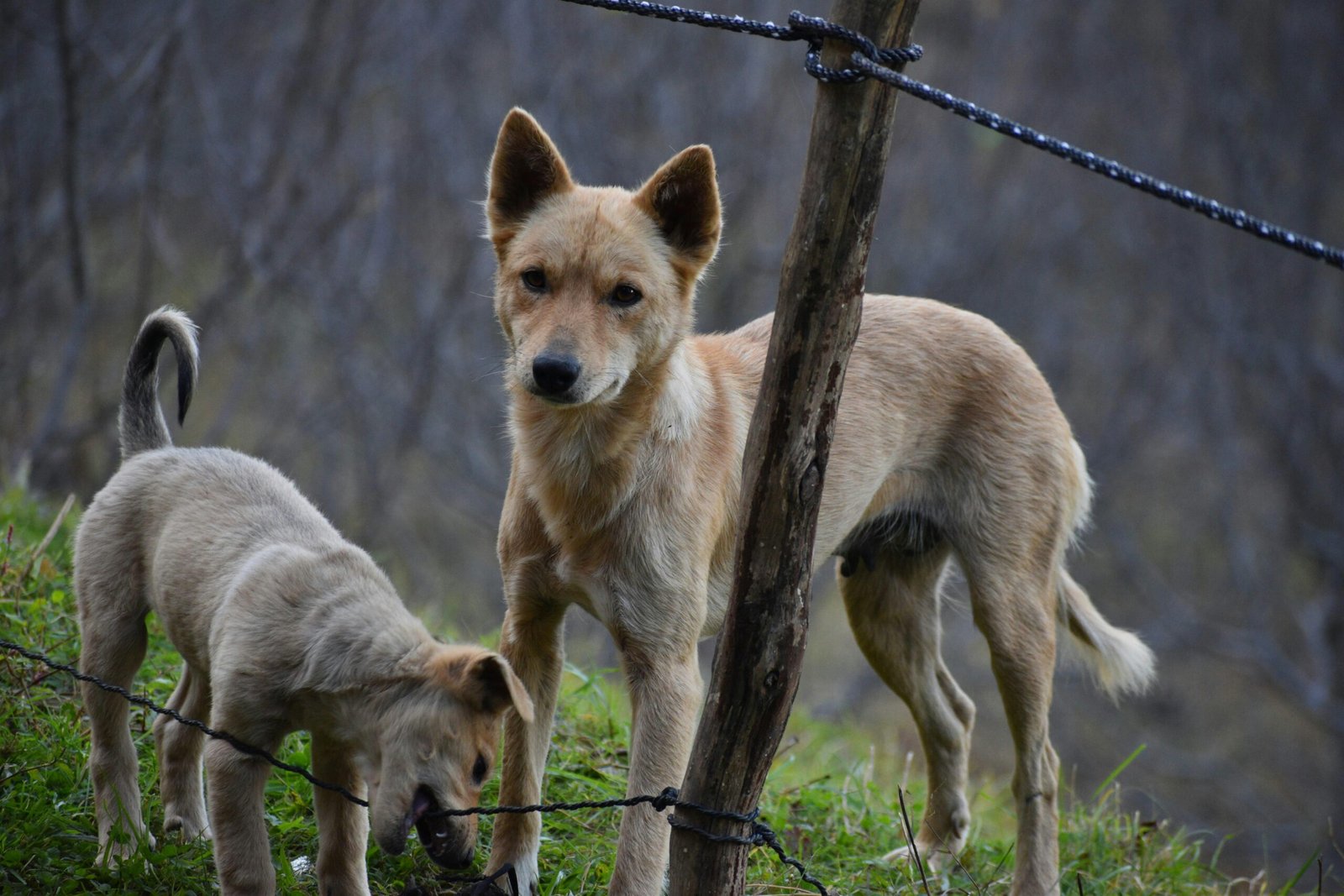 A couple of dogs standing on top of a grass covered field